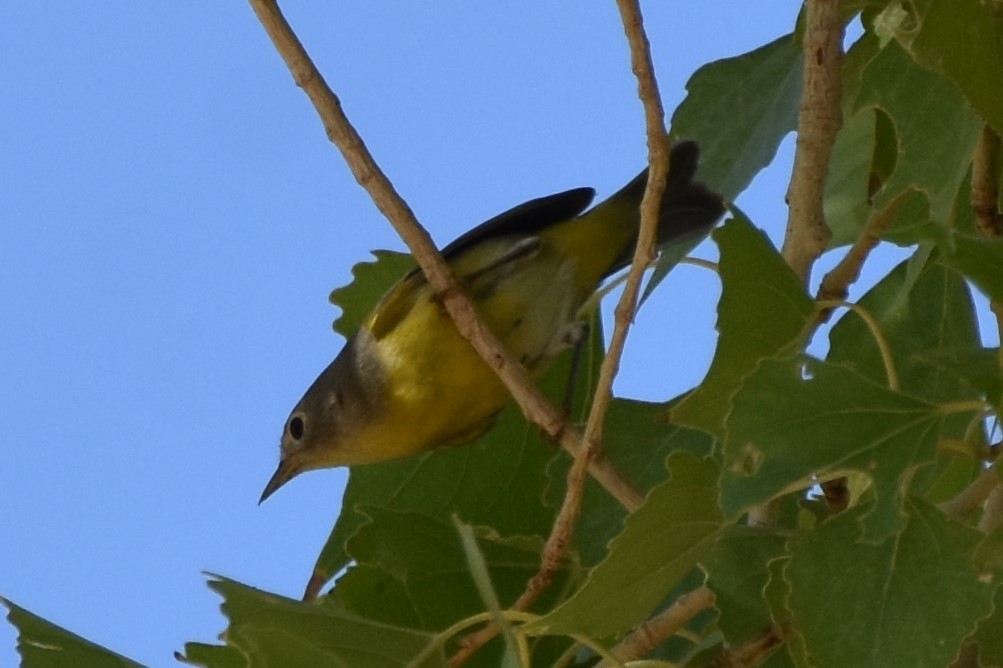Nashville Warbler - ML641952653