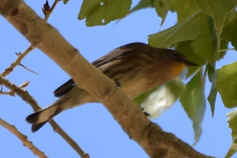 Yellow-rumped Warbler - ML641952655
