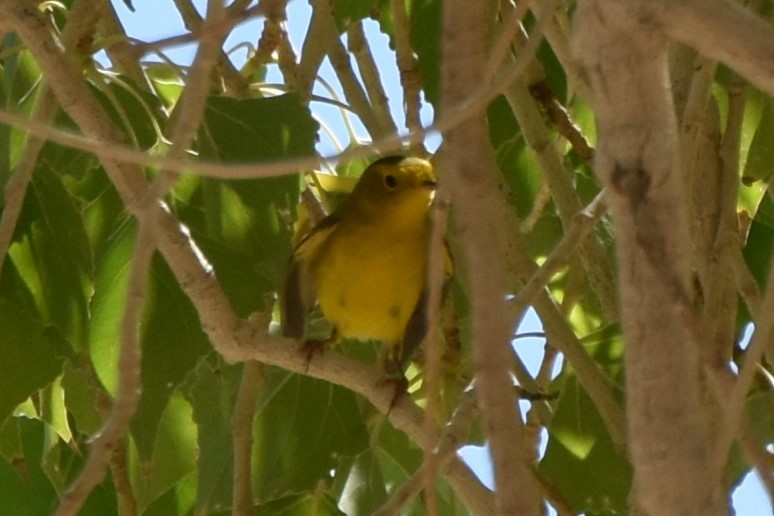 Wilson's Warbler - ML641952659