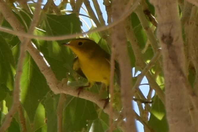 Wilson's Warbler - ML641952660