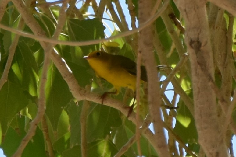 Wilson's Warbler - ML641952661