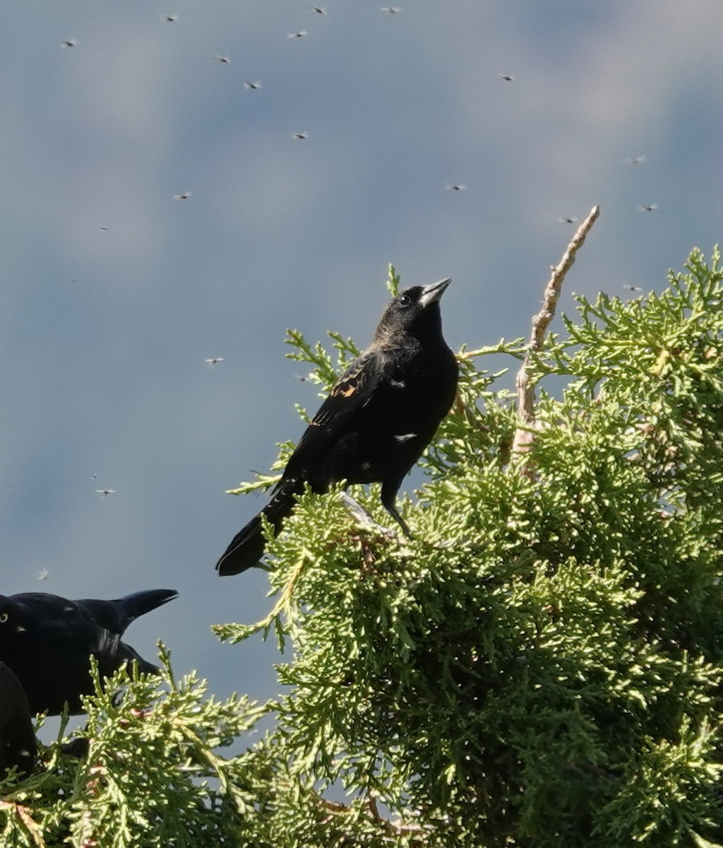 Red-winged Blackbird (Red-winged) - ML641952687