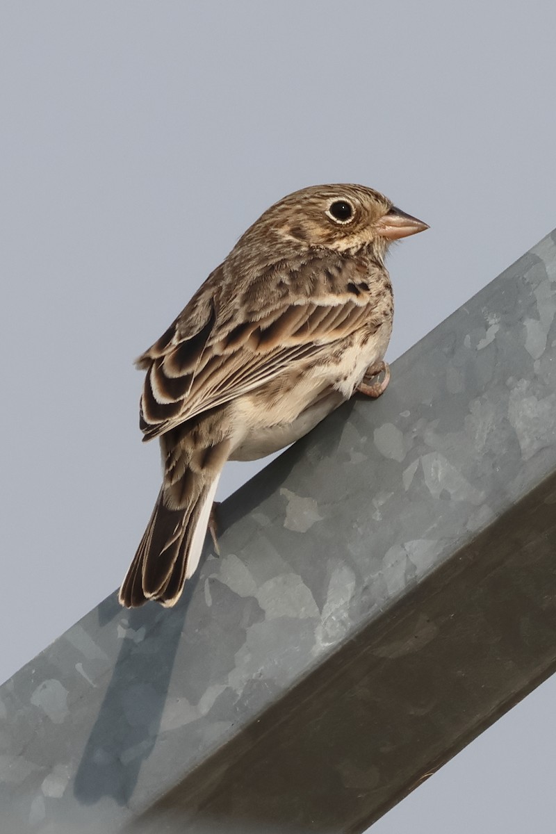 Vesper Sparrow - ML641952692