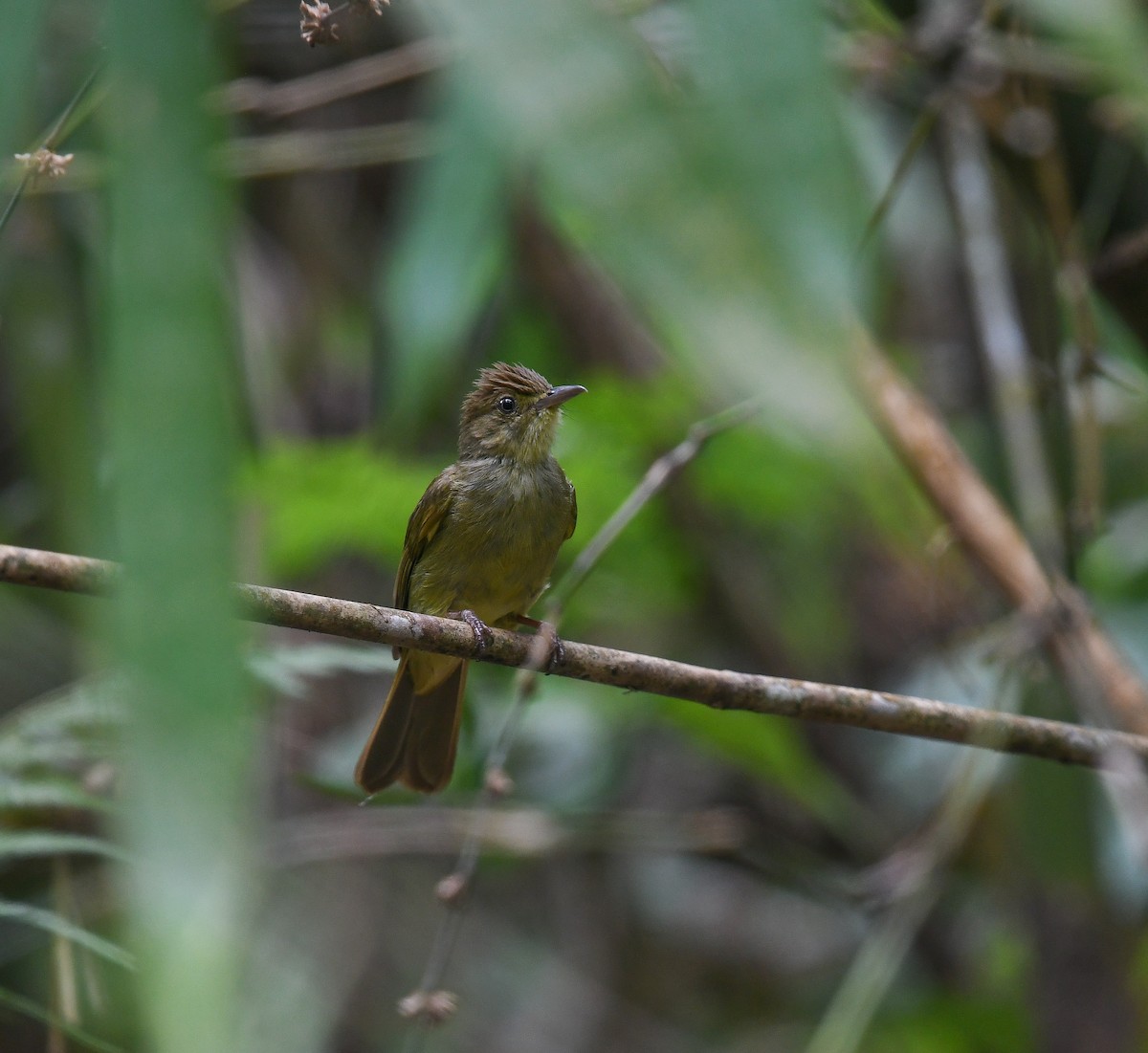 Cachar Bulbul - ML641952695