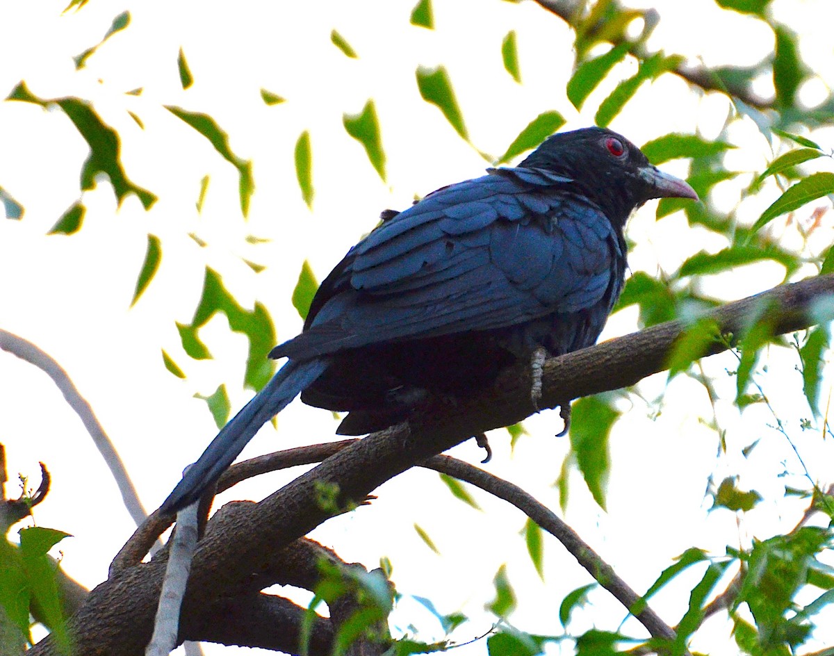 Asian Koel - ML641952700