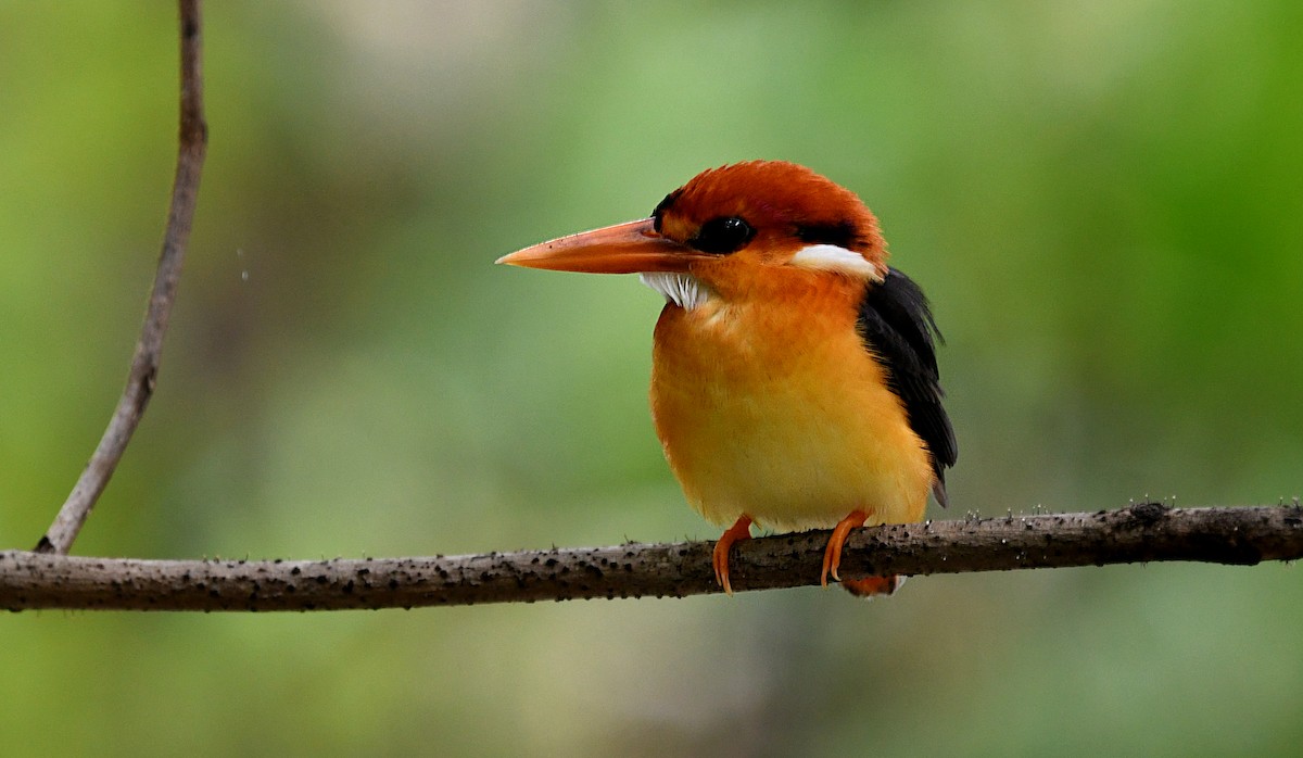 Black-backed Dwarf-Kingfisher - ML641952718