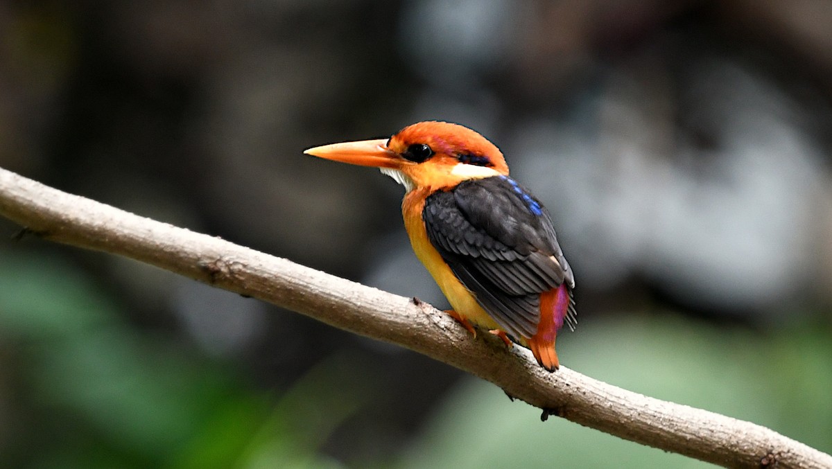 Black-backed Dwarf-Kingfisher - ML641952721