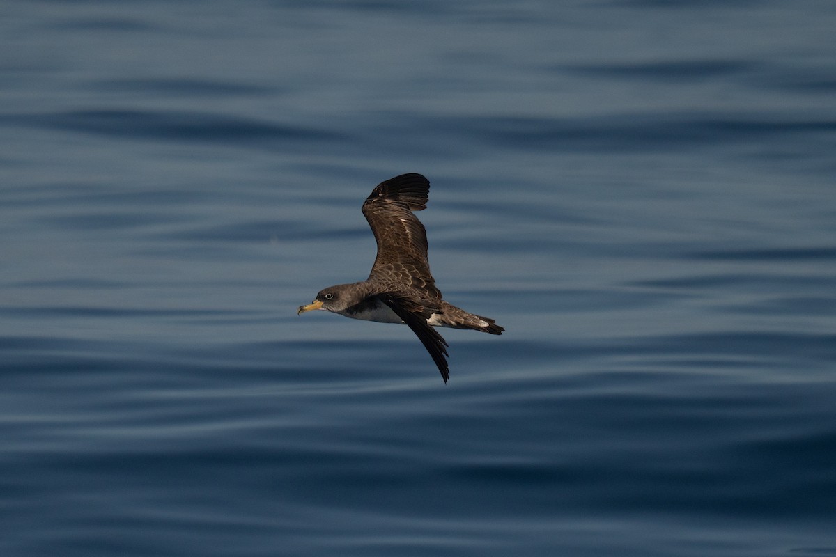 Cory's Shearwater - ML641952743