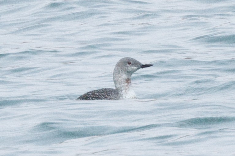 Red-throated Loon - ML641952756