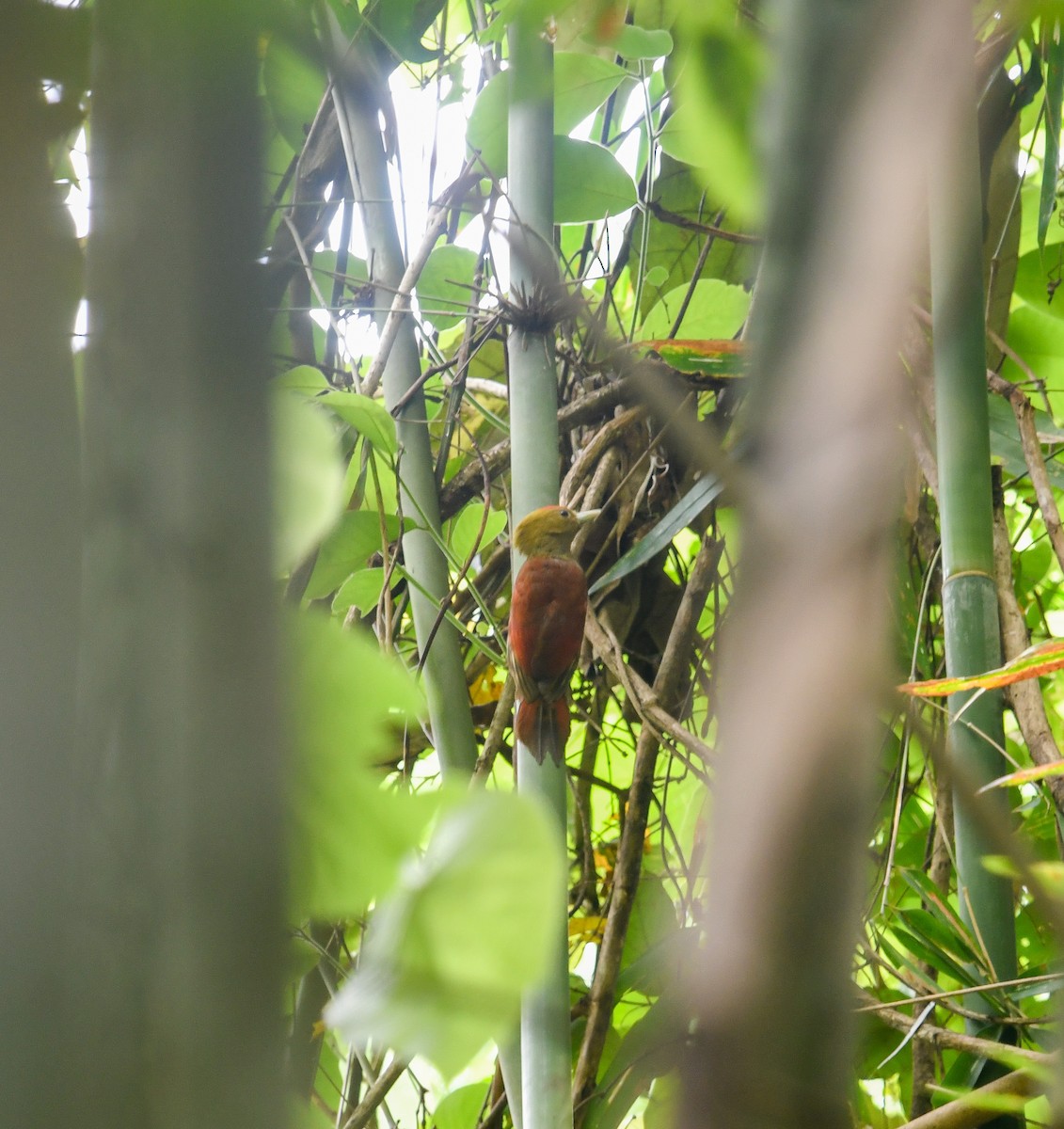 Pale-headed Woodpecker - ML641952783