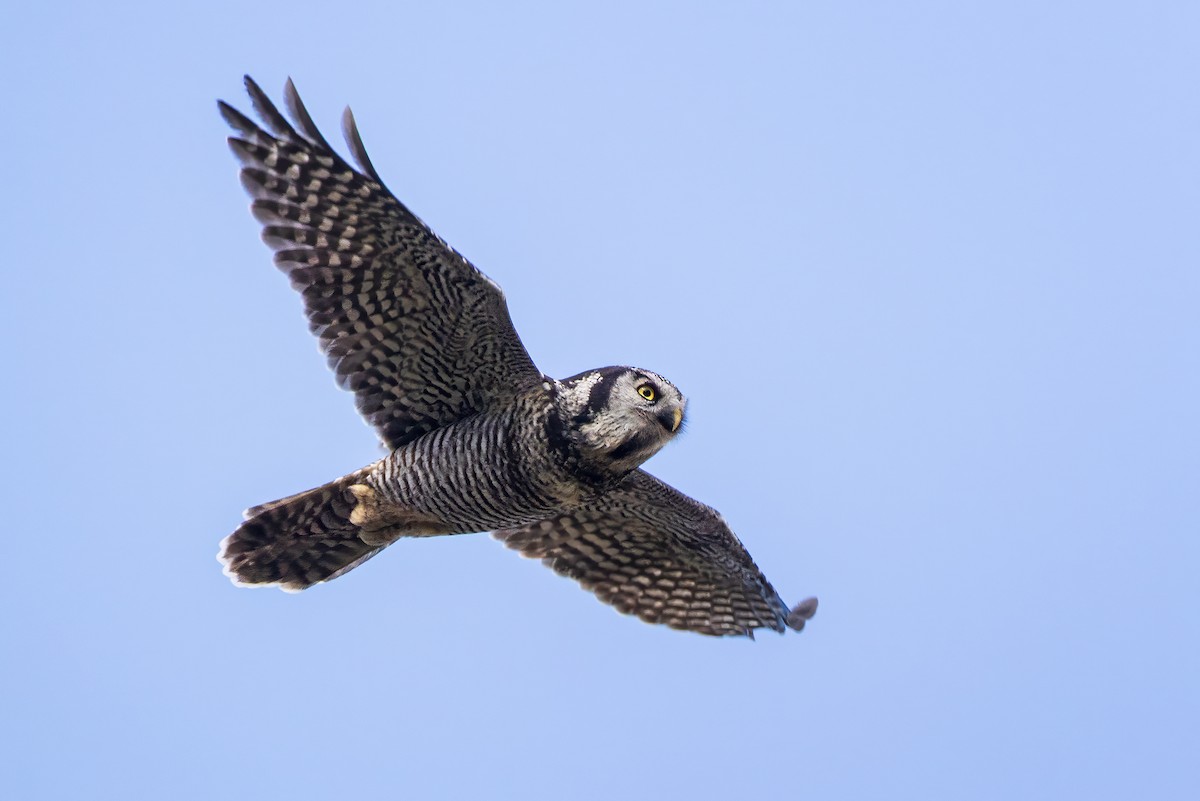 Northern Hawk Owl - ML641952811