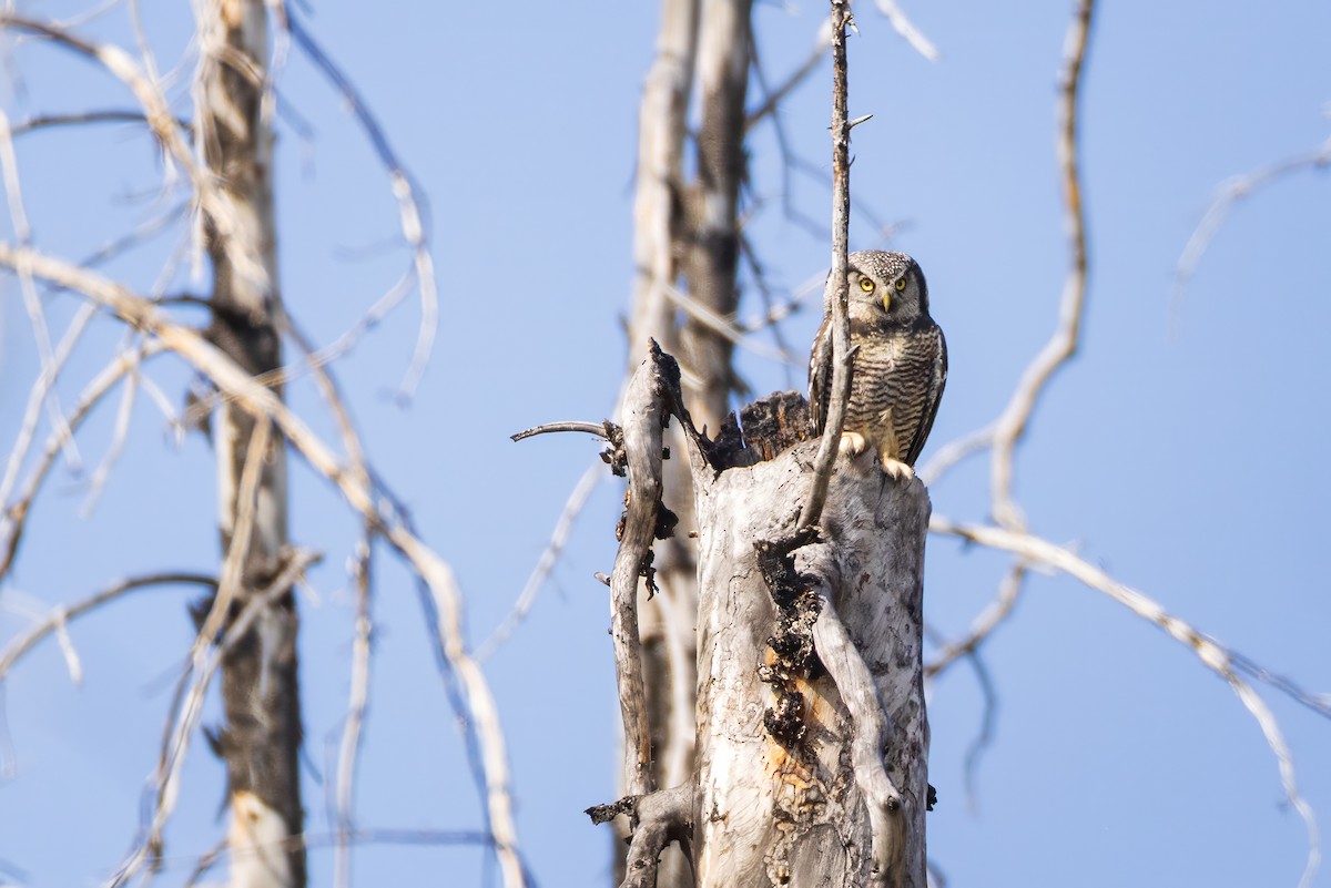 Northern Hawk Owl - ML641952812