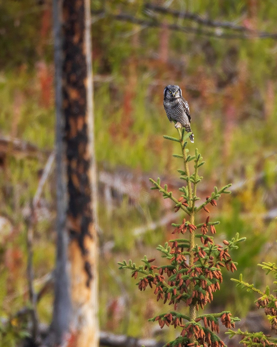 Northern Hawk Owl - ML641952818