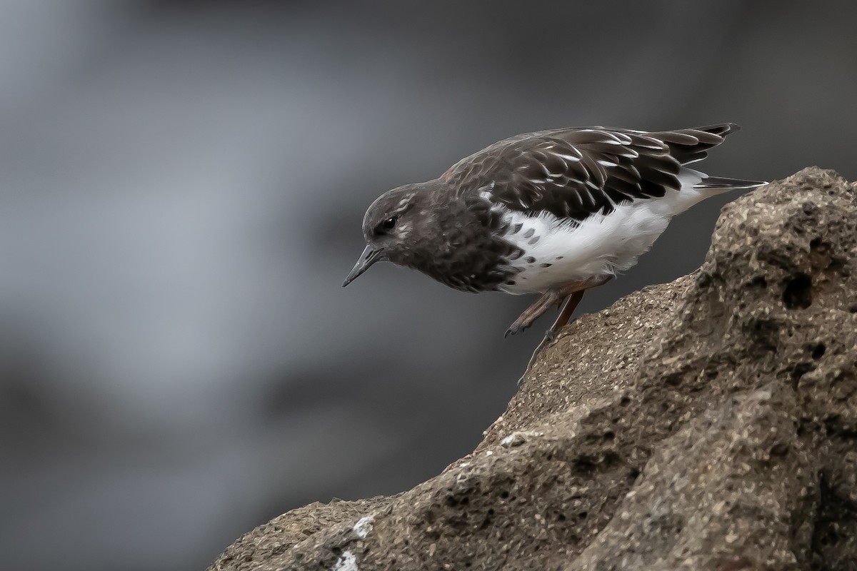 Black Turnstone - ML641952826