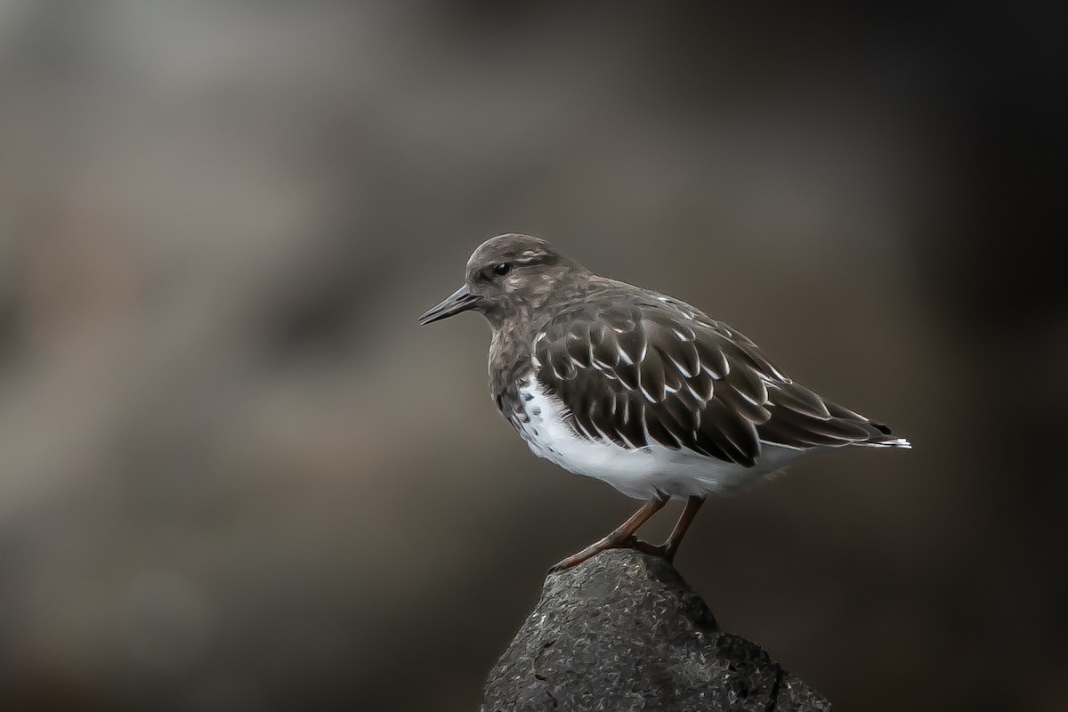 Black Turnstone - ML641952829