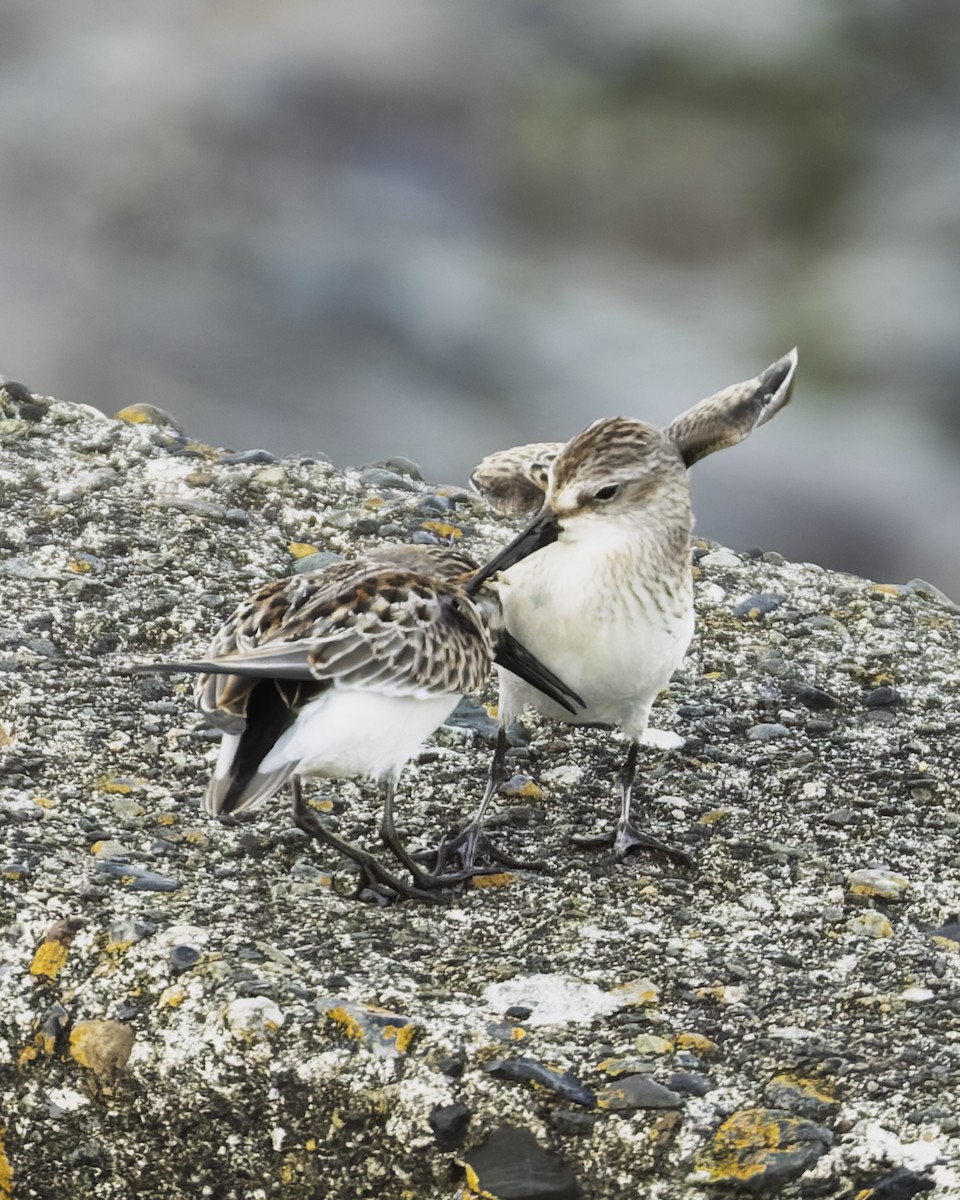 Alaska Kumkuşu - ML641952834