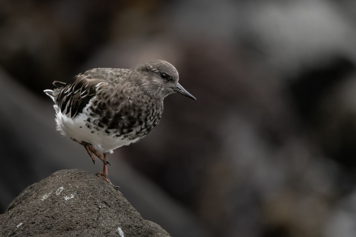 Black Turnstone - ML641952837