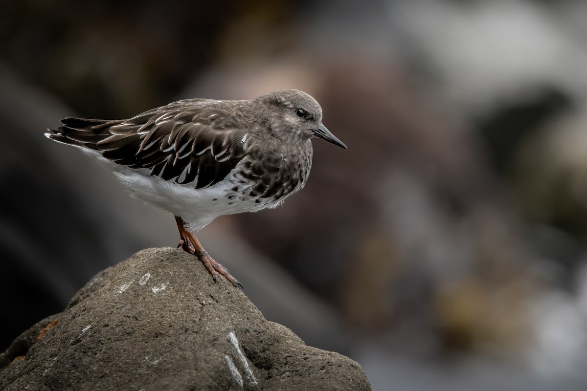 Black Turnstone - ML641952840