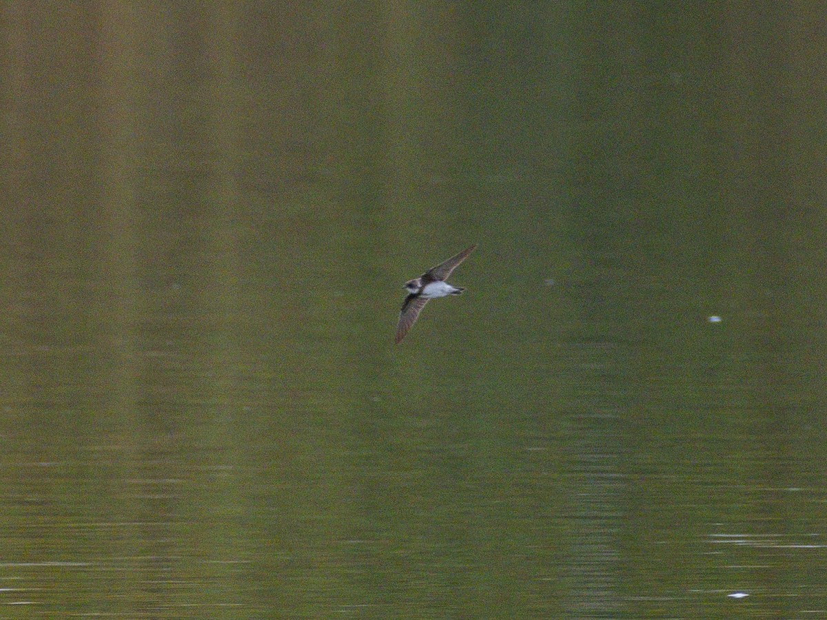 Bank Swallow - ML641952863