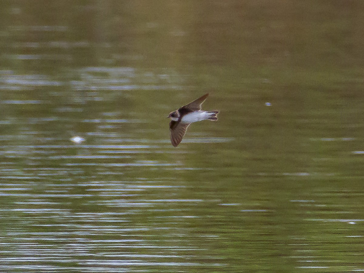 Bank Swallow - ML641952864