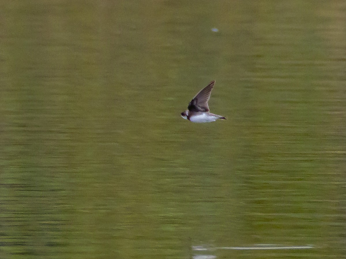 Bank Swallow - ML641952865
