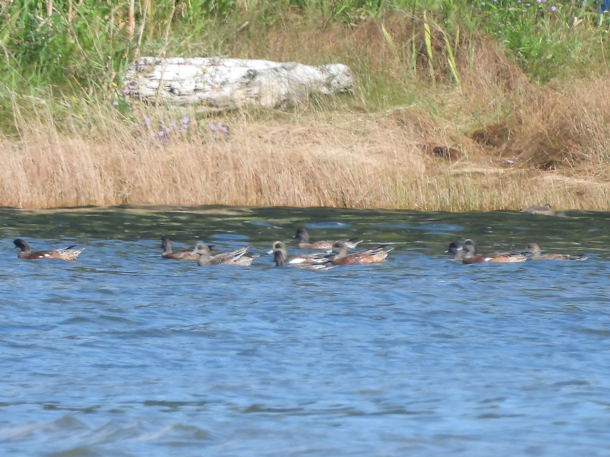 American Wigeon - ML641952877
