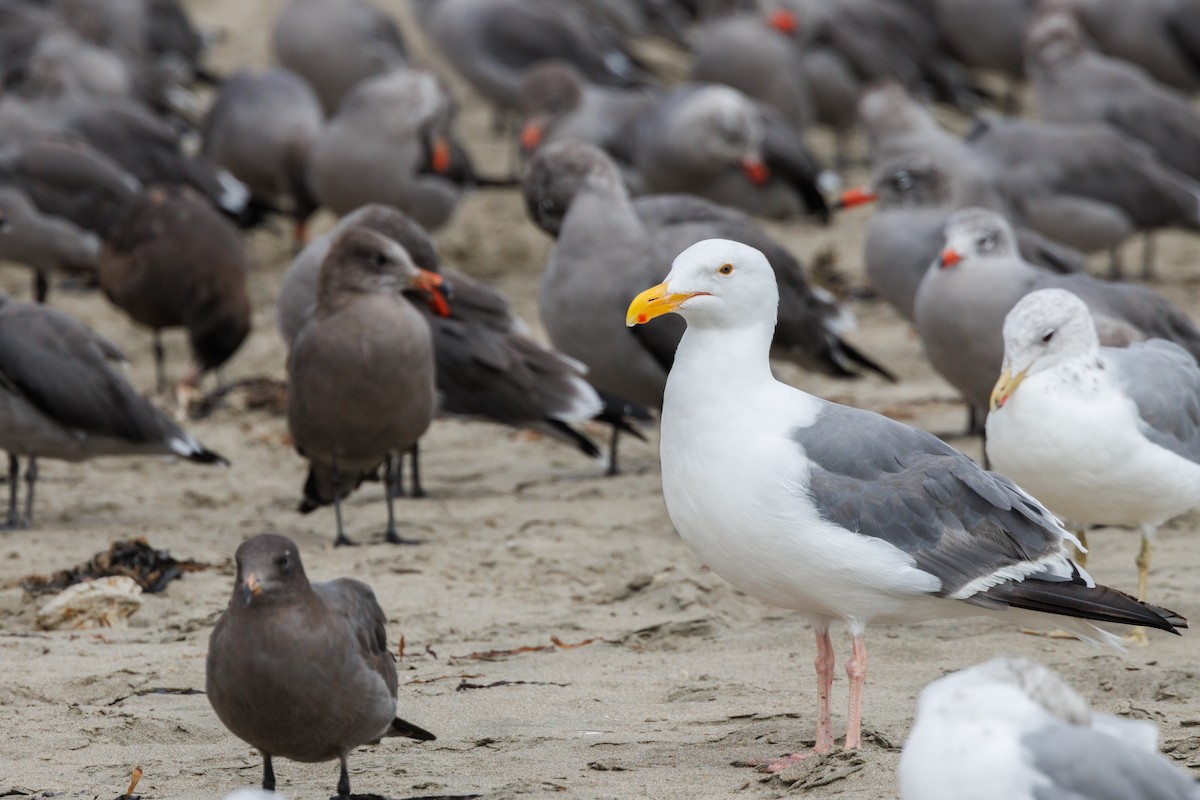 Western Gull - ML641952880