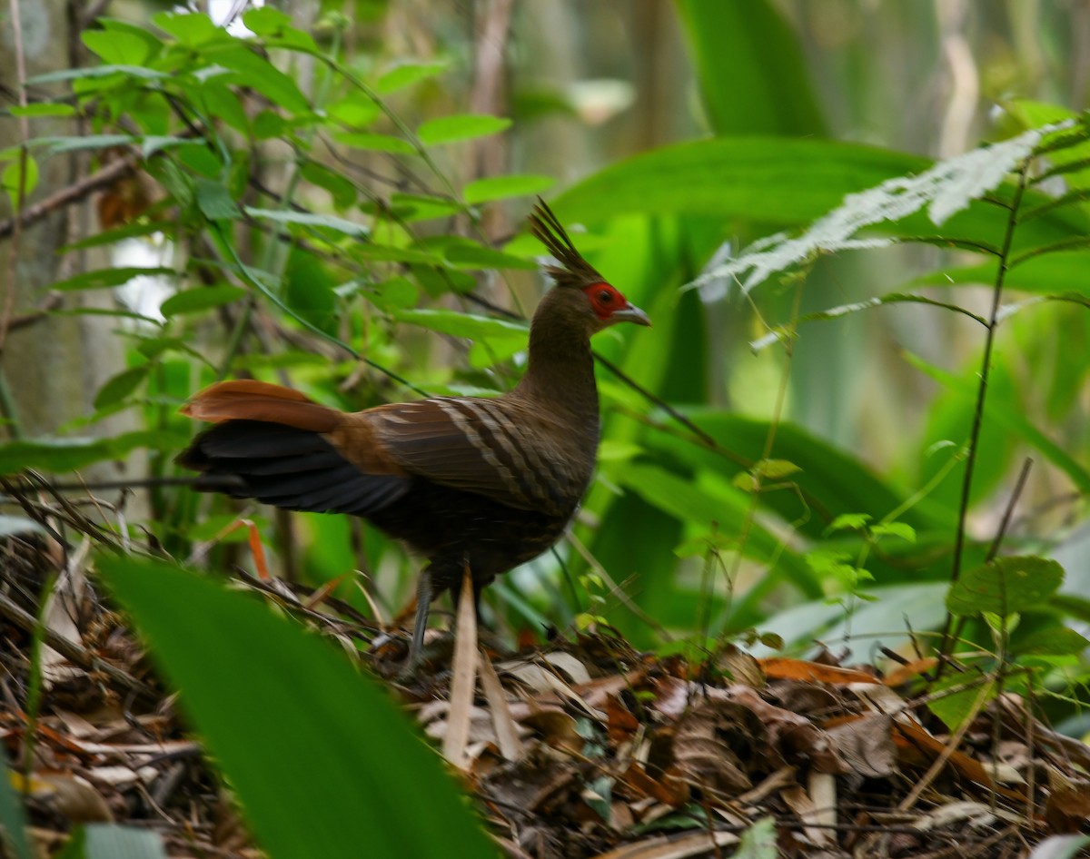 Kalij Pheasant - ML641952886