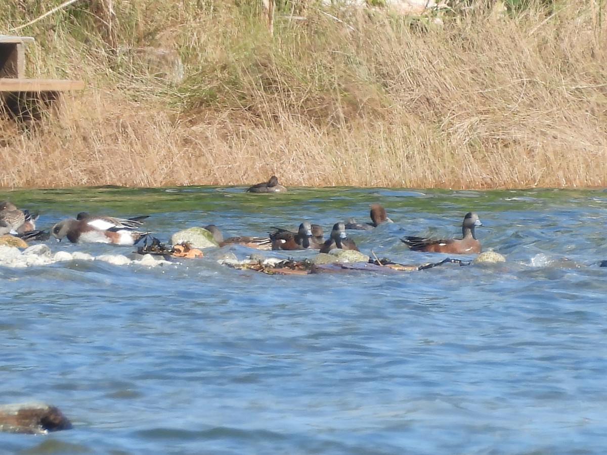 American Wigeon - ML641952887