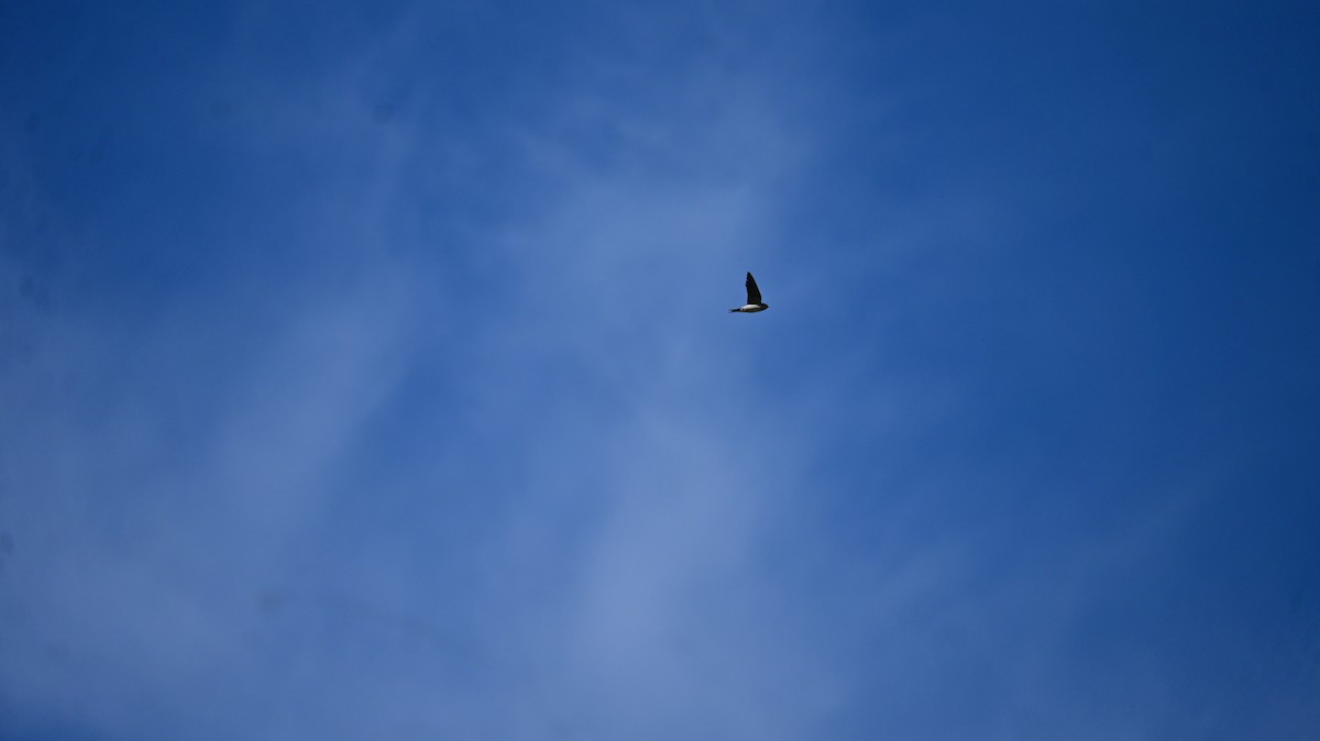 Western House-Martin - ML641952890