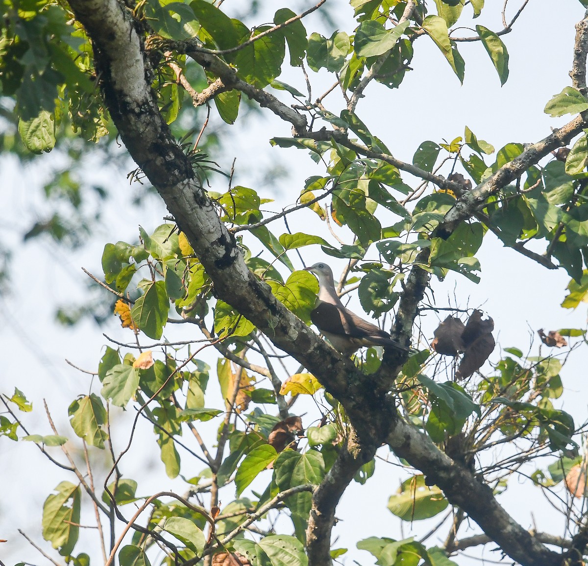 Mountain Imperial-Pigeon - ML641952900