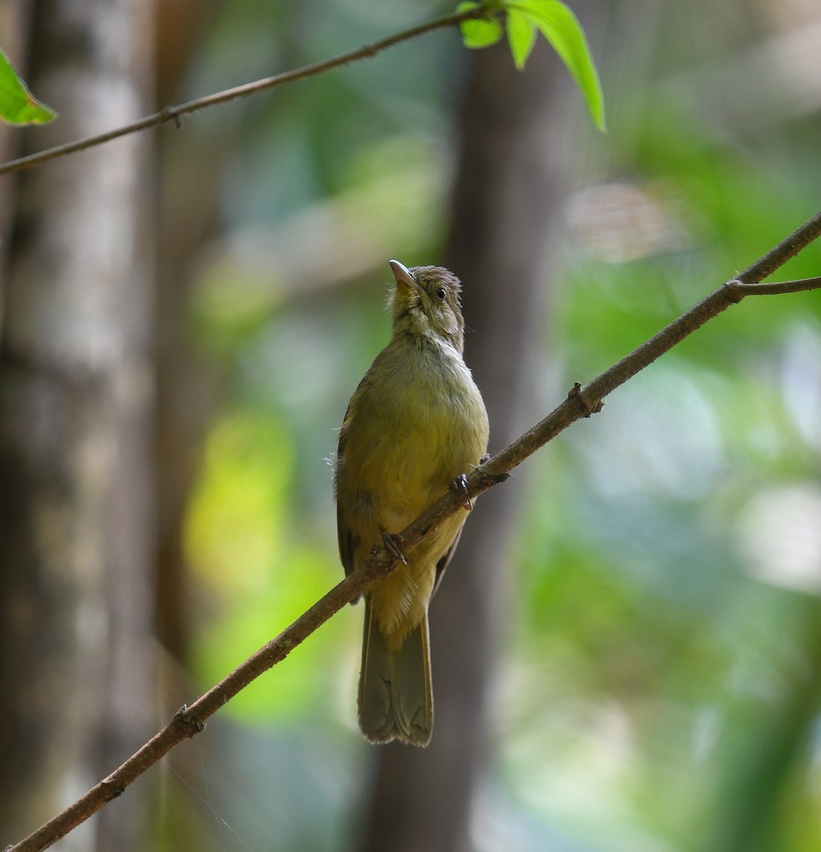 Cachar Bulbul - ML641952916