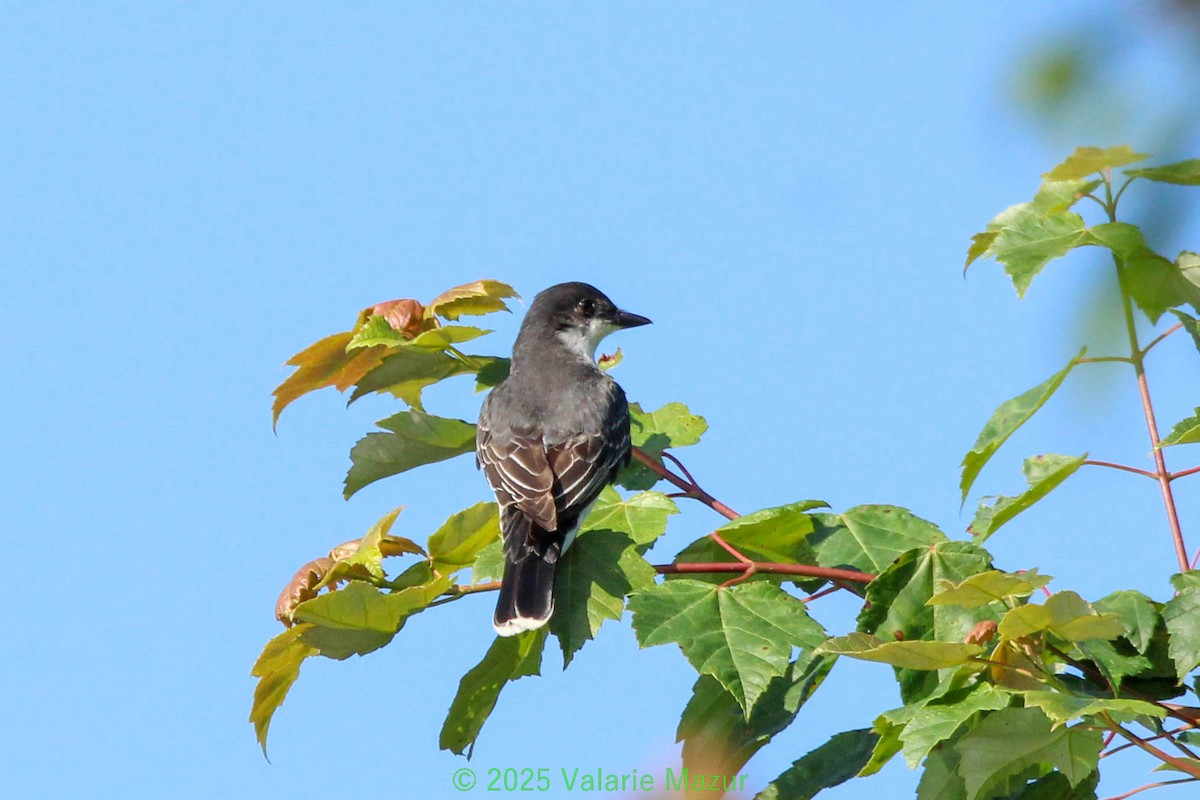 Eastern Kingbird - ML641952935