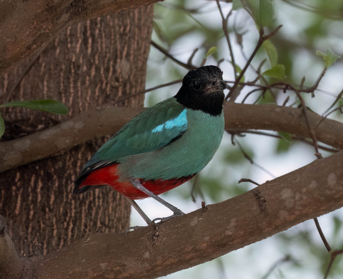 Western Hooded Pitta (Sunda) - ML641952964