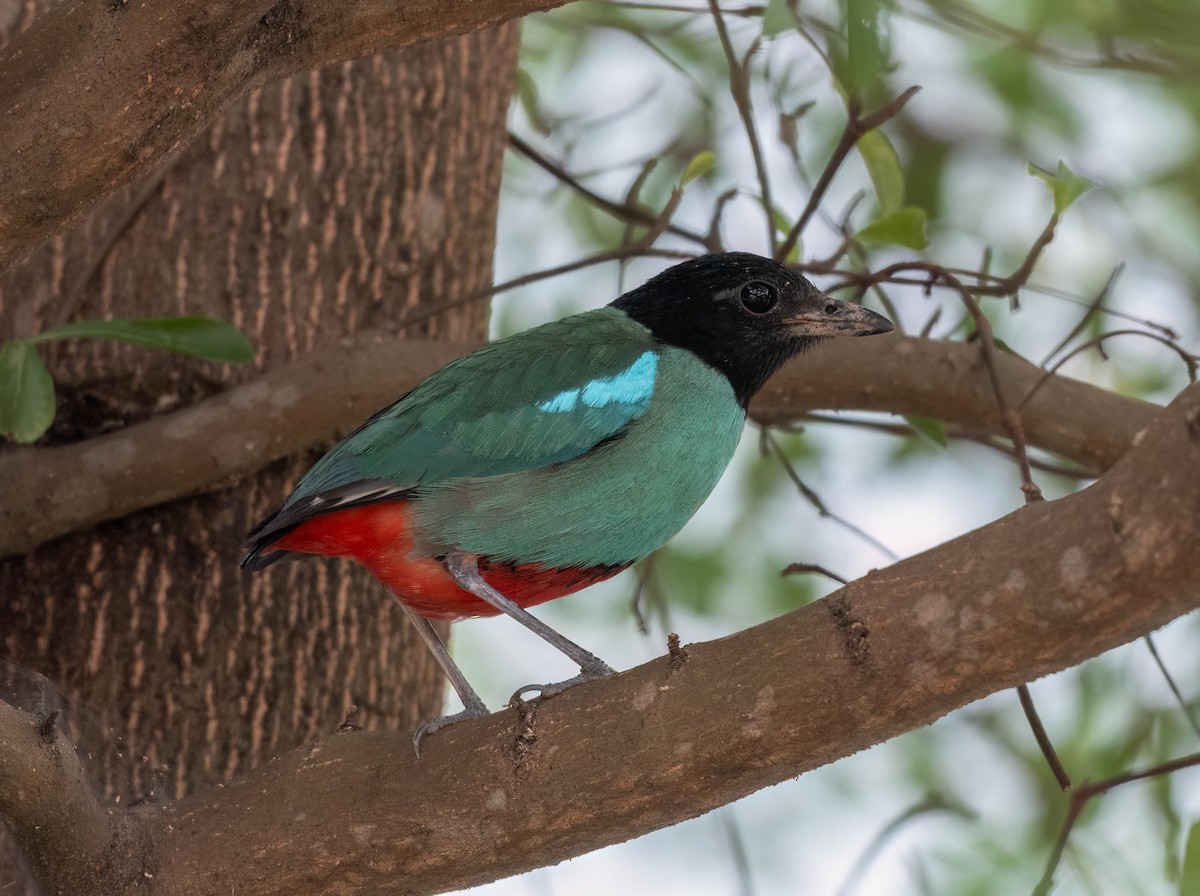 Western Hooded Pitta (Sunda) - ML641952965