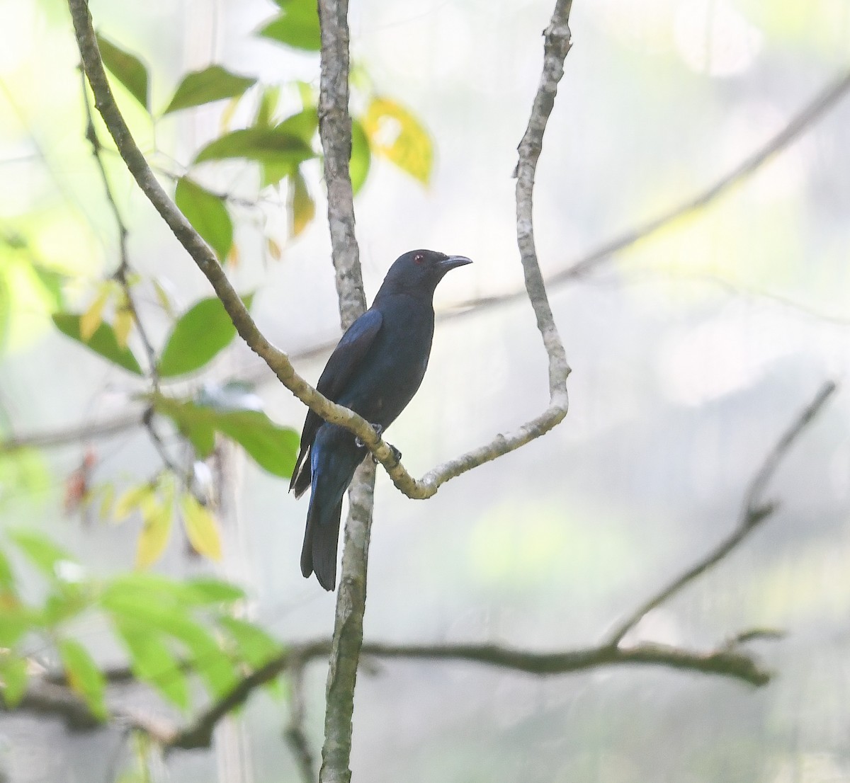 Asian Fairy-bluebird - ML641952987