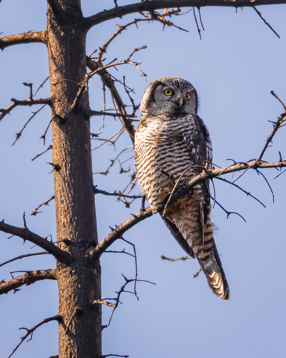 Northern Hawk Owl - ML641952990