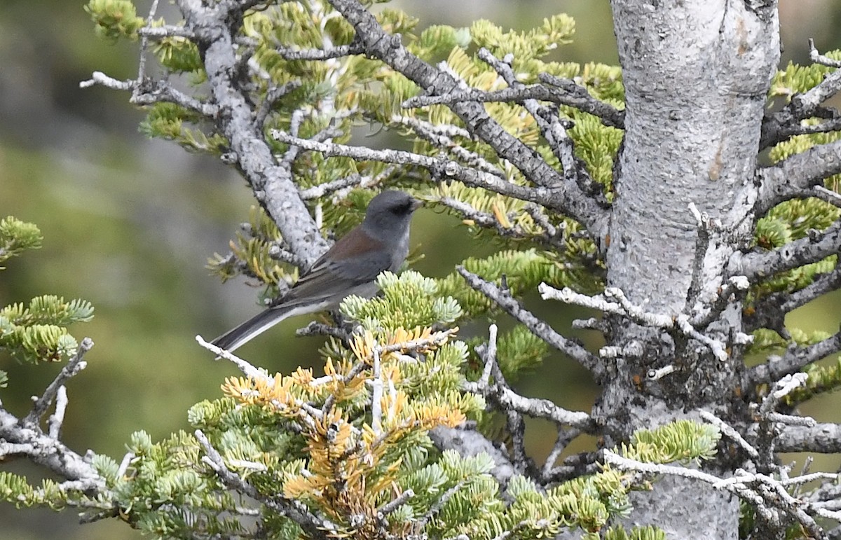 Dark-eyed Junco - ML641953008