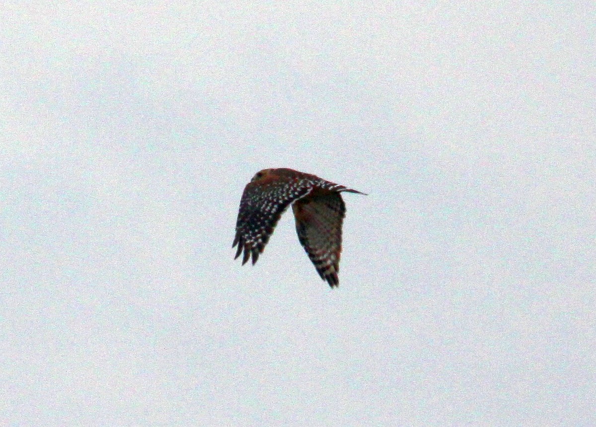 Red-shouldered Hawk - ML641953011