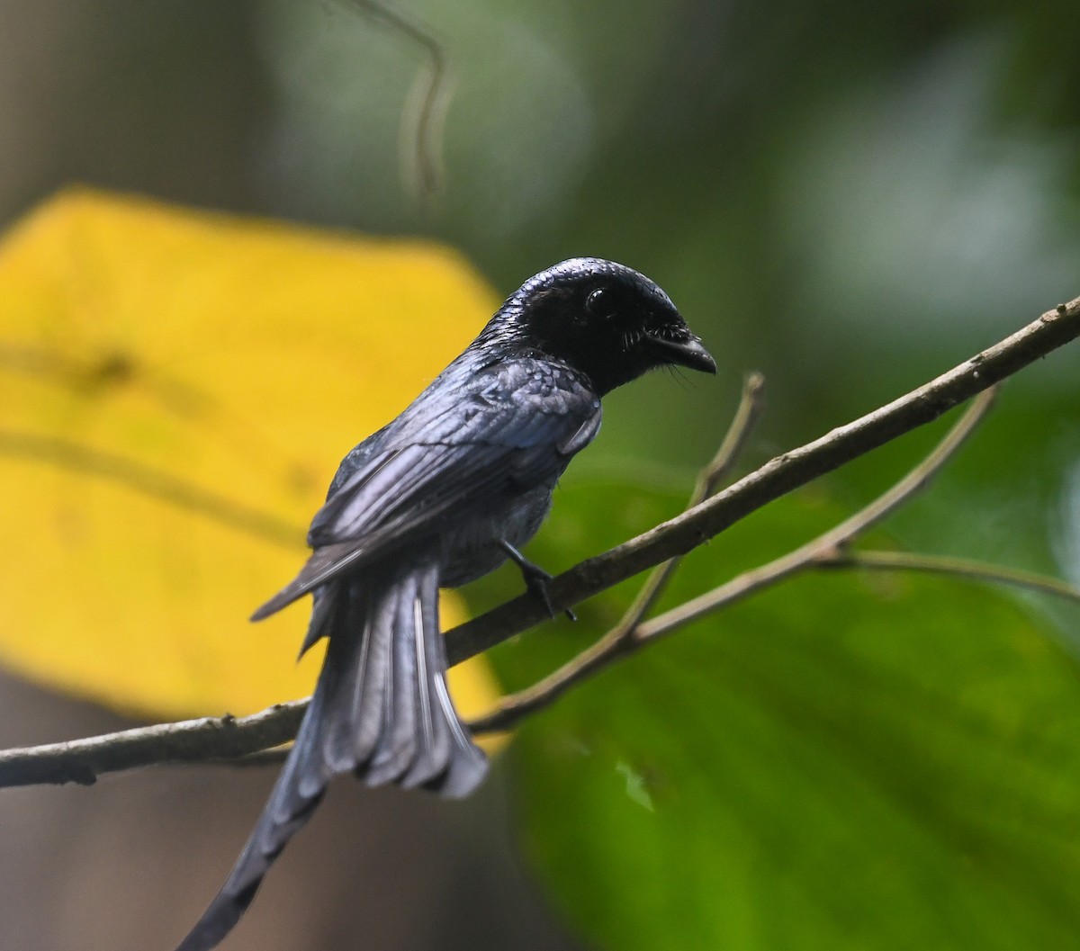 Bronzed Drongo - ML641953013