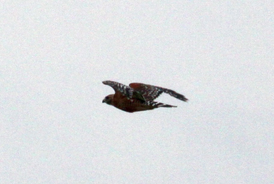 Red-shouldered Hawk - ML641953015