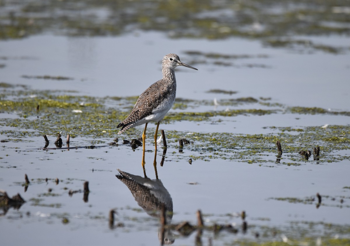 Greater Yellowlegs - ML641953021