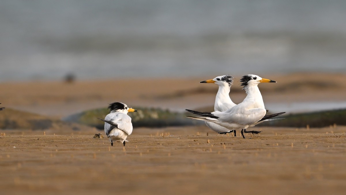 Chinese Crested Tern - ML641953038