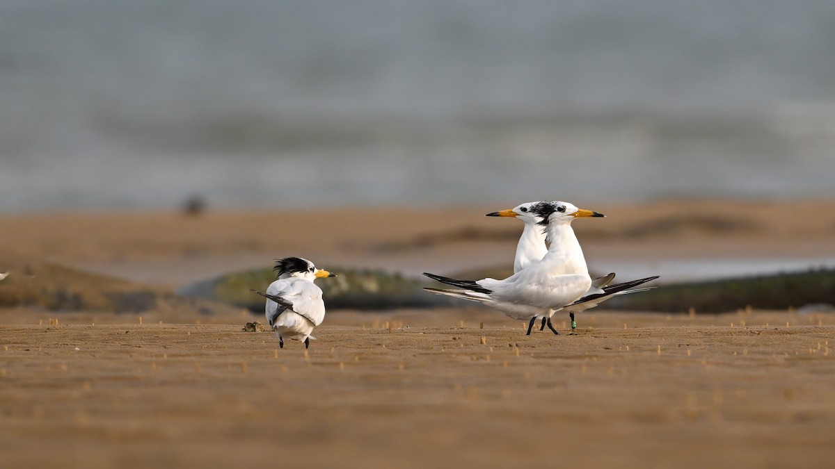 Chinese Crested Tern - ML641953039