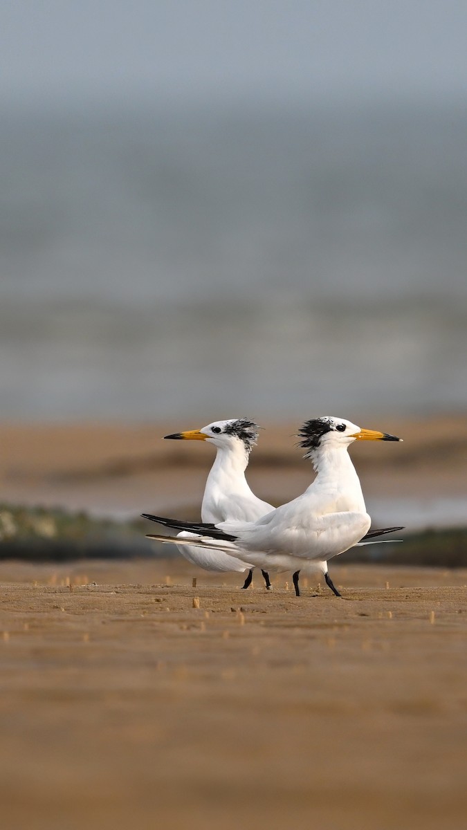 Chinese Crested Tern - ML641953040
