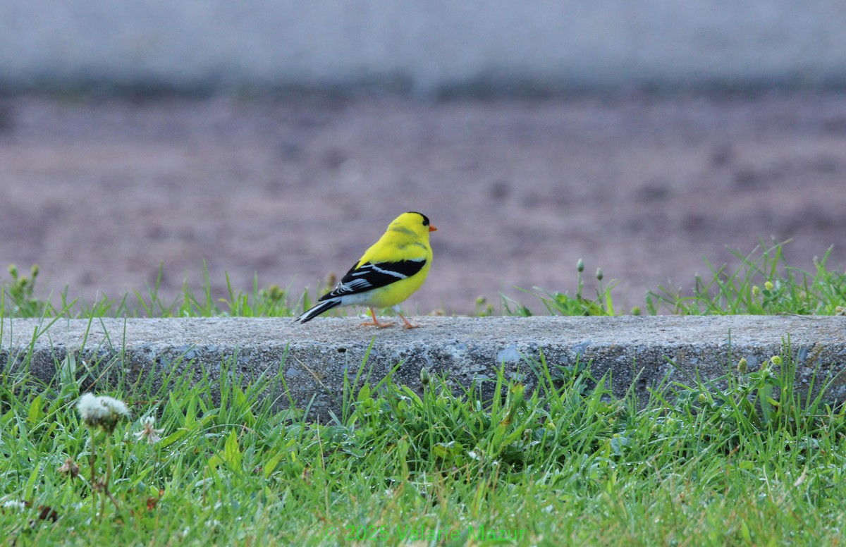 American Goldfinch - ML641953042
