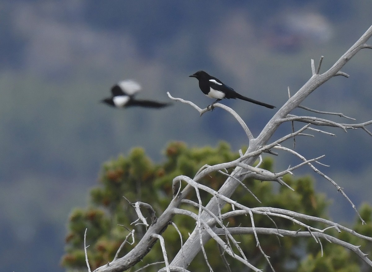 Black-billed Magpie - ML641953043