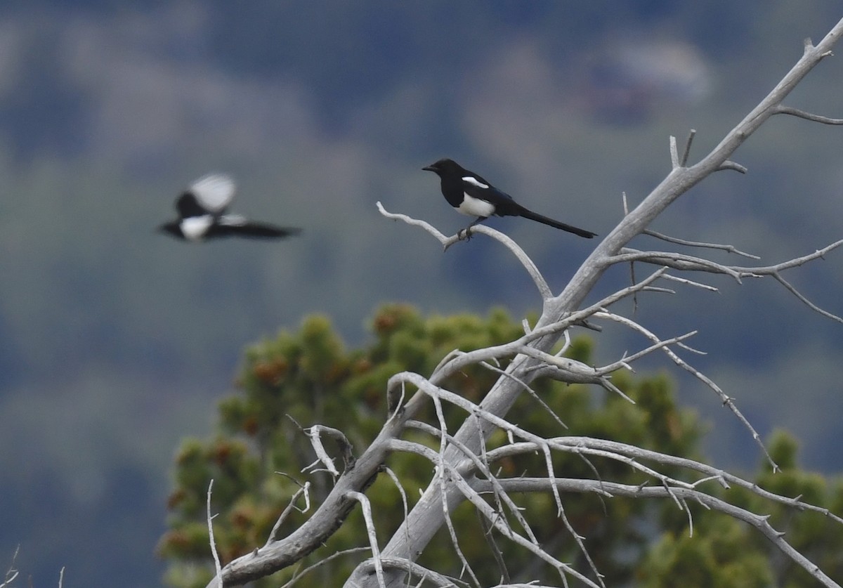Black-billed Magpie - ML641953044