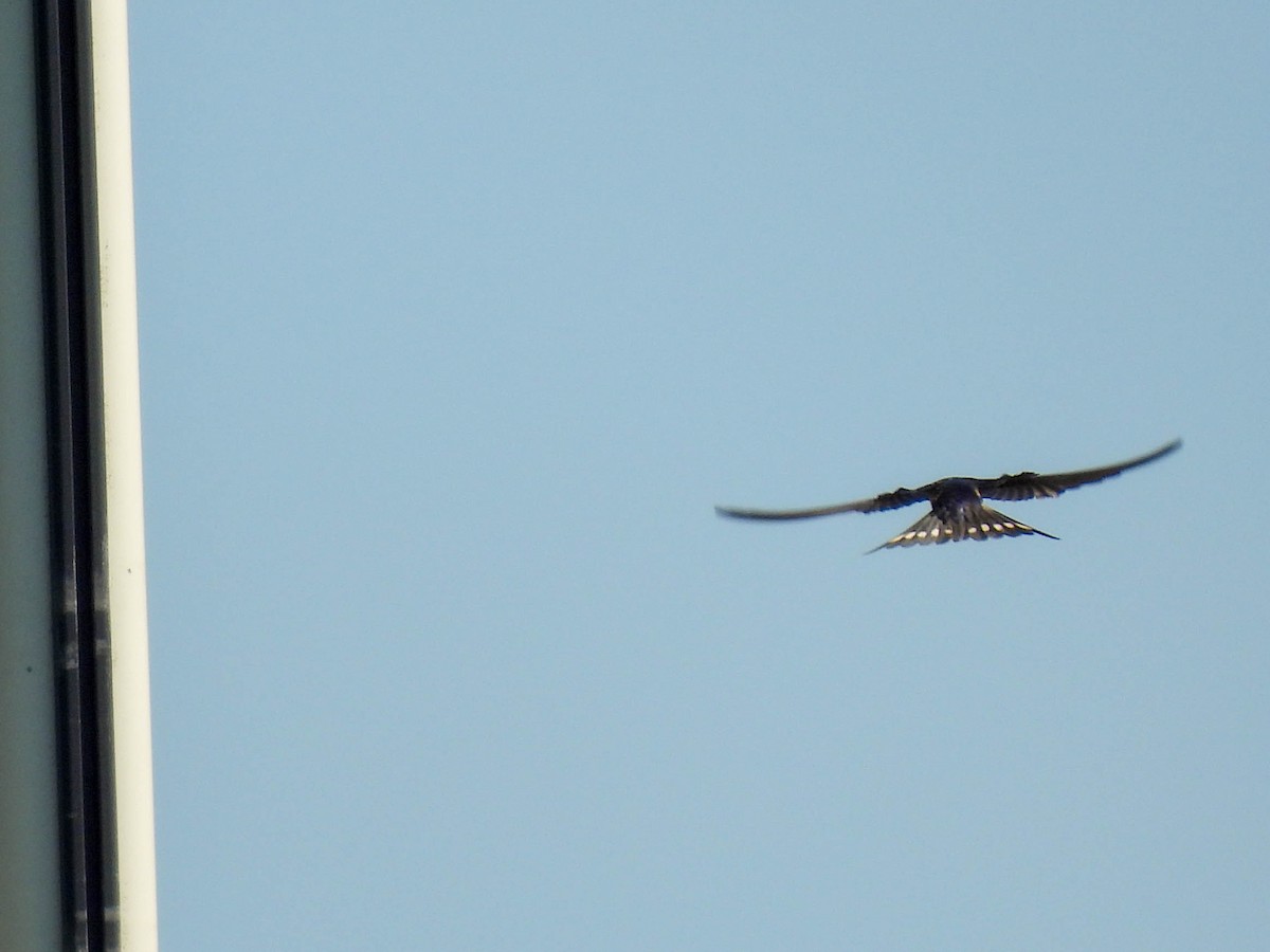 Barn Swallow - ML641953045