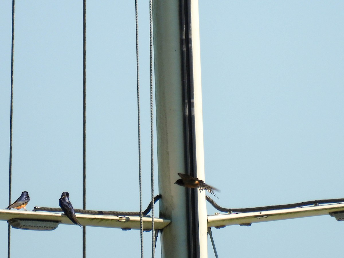Barn Swallow - ML641953046